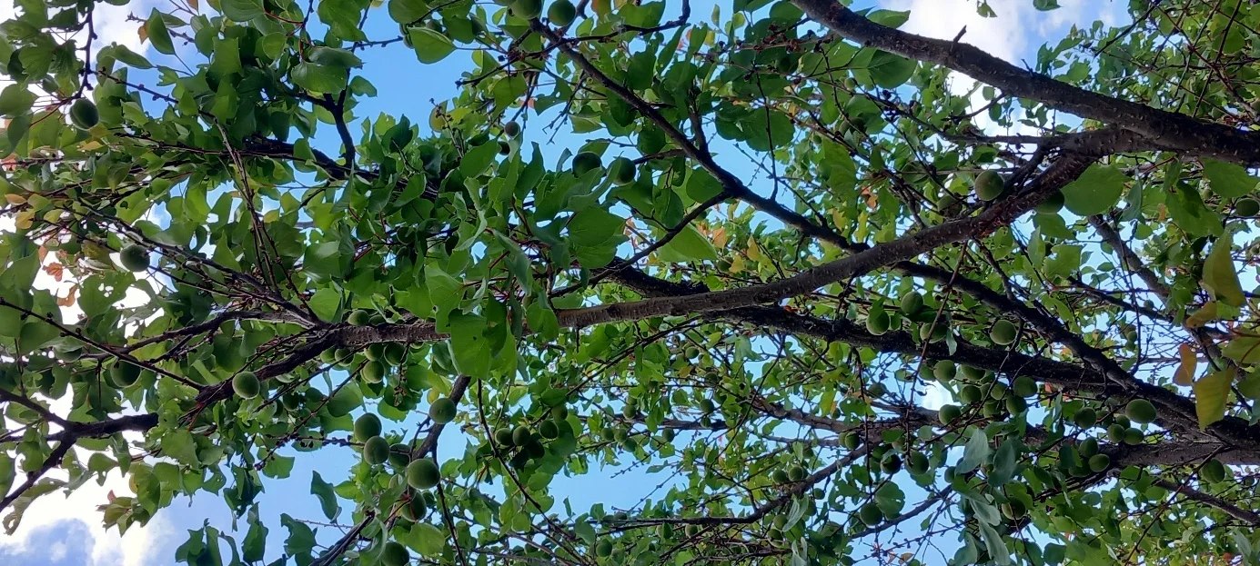 Orchard Canopy and Fruits
